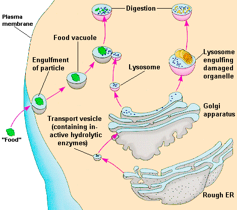 struktur dan fungsi Lisosom