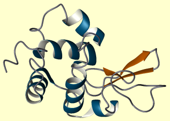 lysozyme