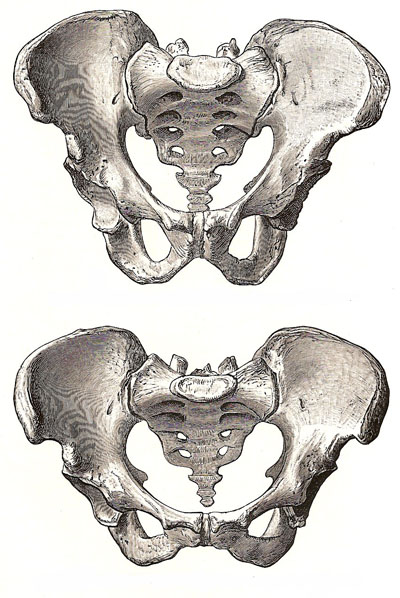 male and female pelvis