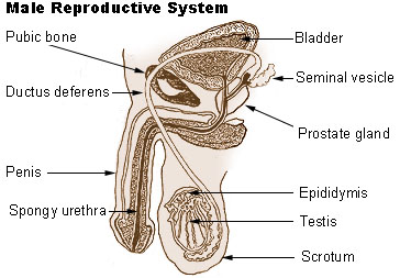 male reproductive system