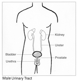 male urinary tract