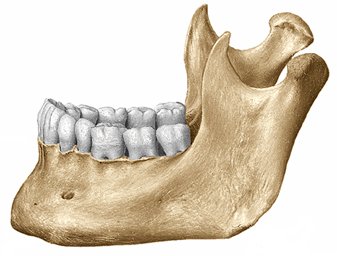 mandible