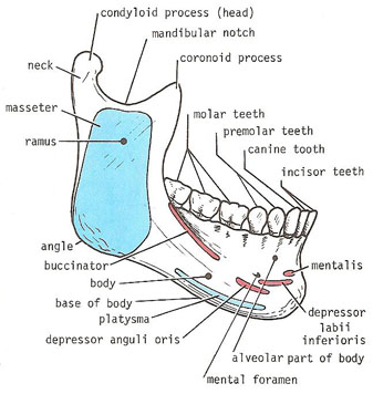 mandible lateral aspect (right side)