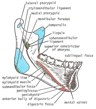mandible medial aspect (left side)