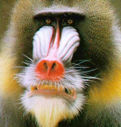 mandrill