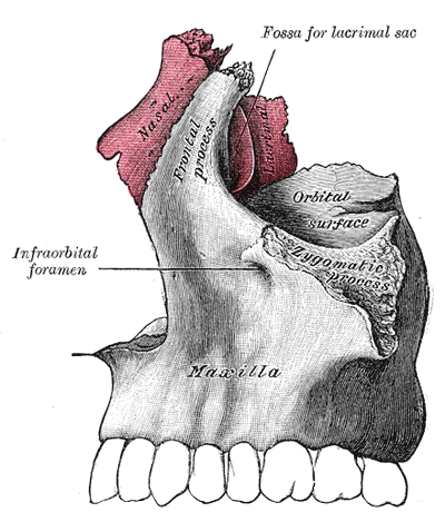 maxilla