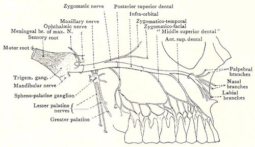 maxillary nerve