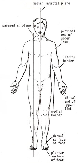 median sagittal plane