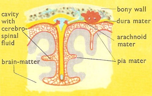cross-section through the meninges