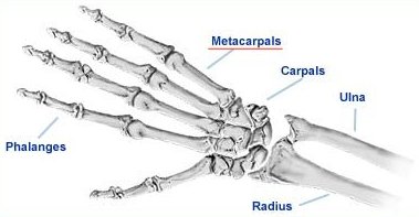 metacarpals