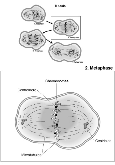 Magnetospirillum metaphase