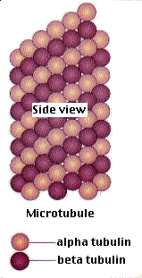 microtubule