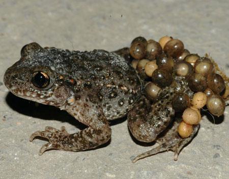 Spain's midwife toad
