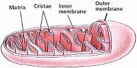 diagram of a mitochondrion