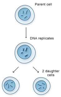 mitosis. Image: US National Library of Medicine