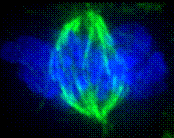 mitotic spindle and chromosomes