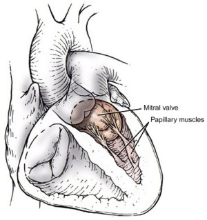 mitral valve