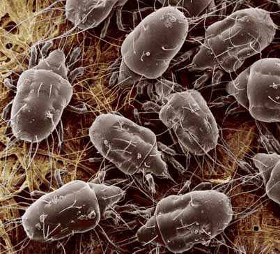 mold mites