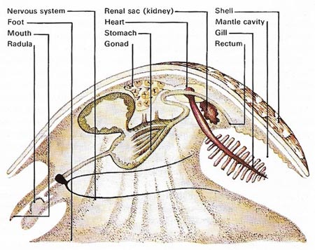 diagrammatic section of a mollusc