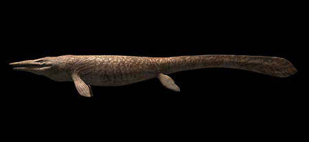Reconstruction of a giant mosasaurm