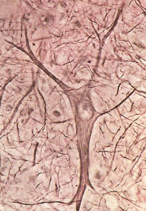 motor neuron