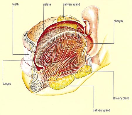 cross-section of the mouth