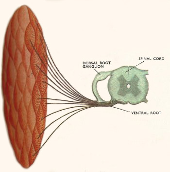 muscle fiber connections in a vertebrate