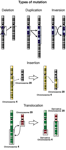 types of mutation