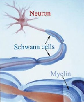 myelin sheath