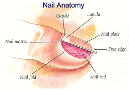 nail anatomy