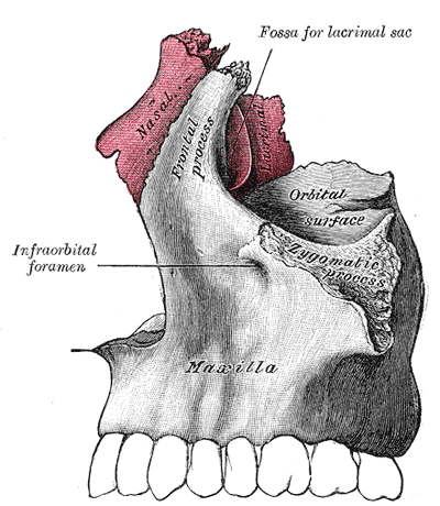 nasal bone and maxilla