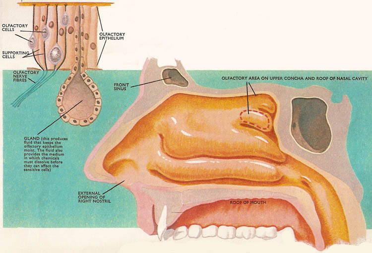 nasal cavity and olfactory area