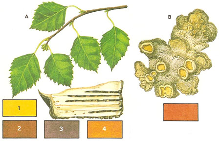 natural dyes