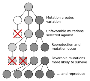 natural selection and mutation