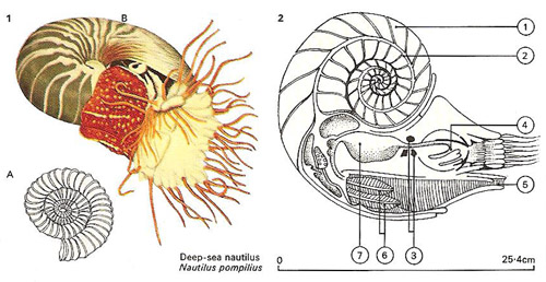 Nautilus is one of the few surviving animals resembling the primitive or original cephalopods.