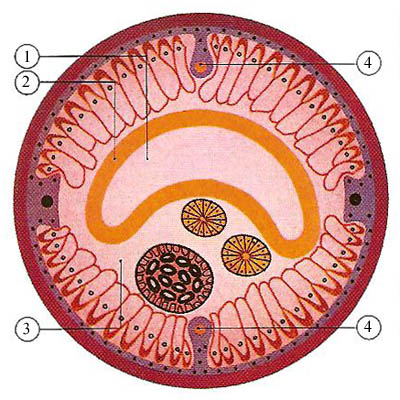 cross-section of a female Ascaris nematode