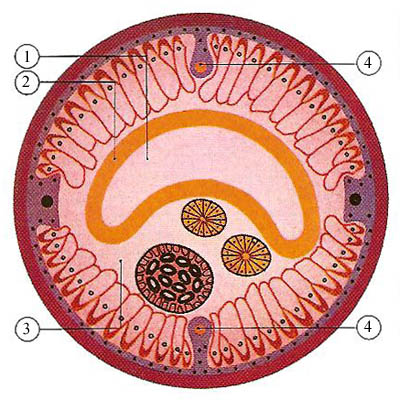 cross-section of a female Ascaris nematode