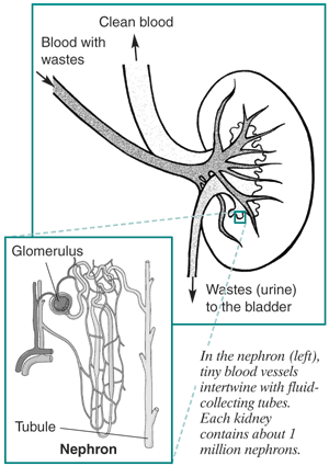 nephron