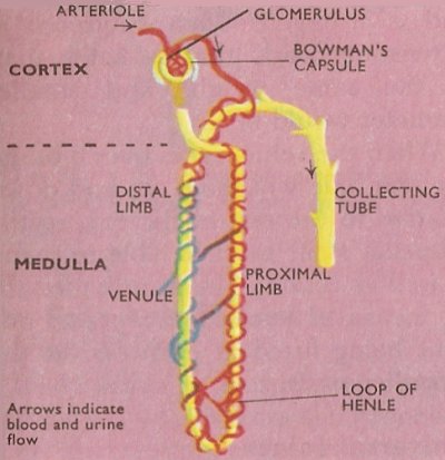 nephron