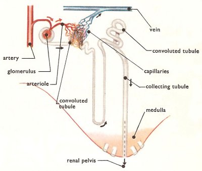 arrangement of Malpighian corpuscle and its uniferous tubule