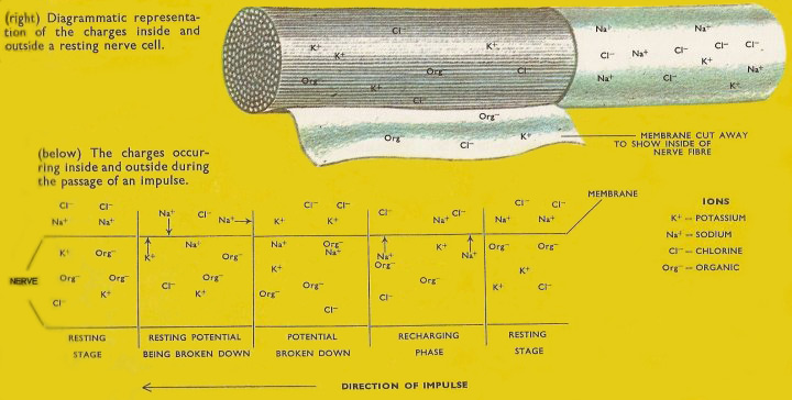 charges inside and outside a resting nerve cell