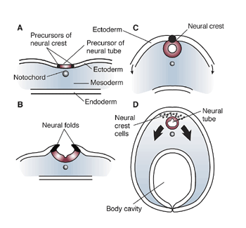 neutral tube formation