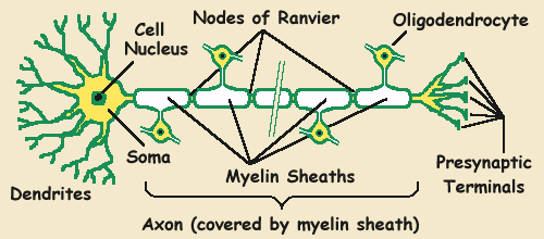 structure of a vertebrate neuron