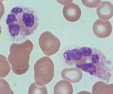 neutrophil