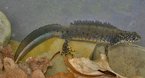 Great Crested Newt