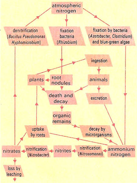 nitrogen cycle