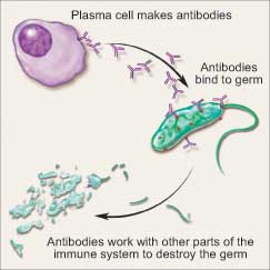 normal plasma cell