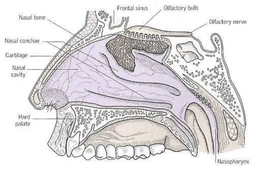 cross-section of the nose and nasal cavity