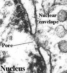 nuclear envelope