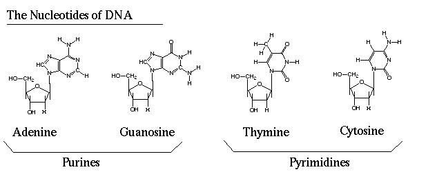 nucleotides of DNA